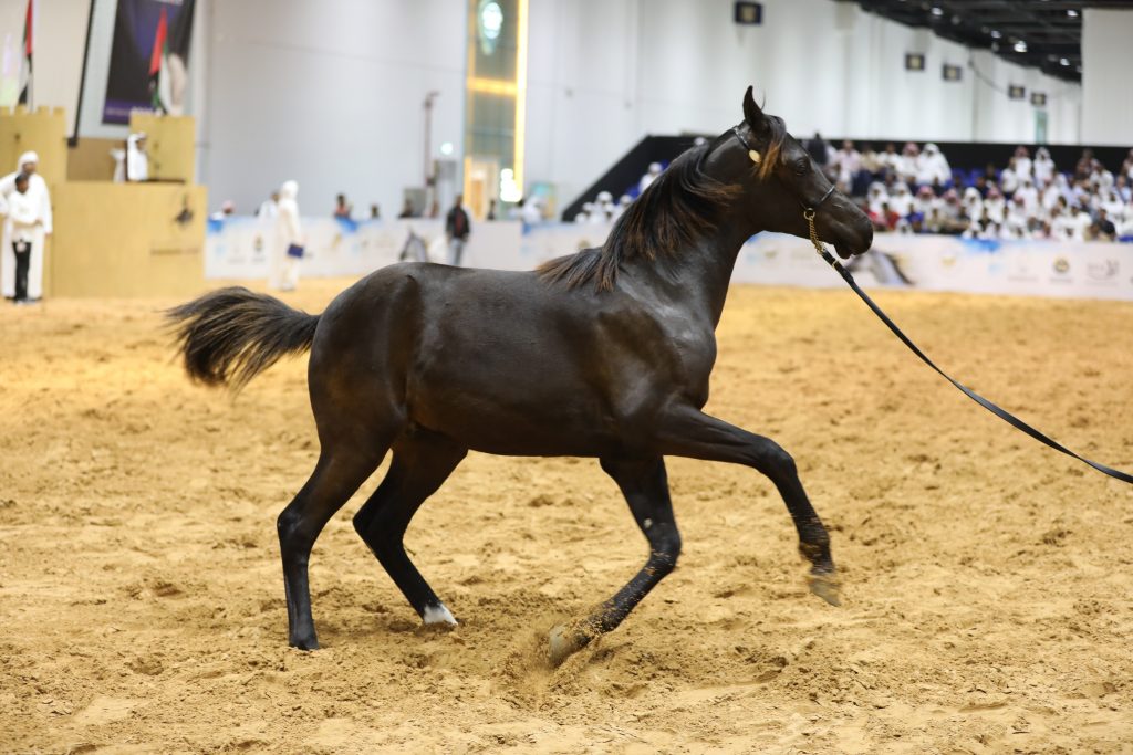 Photography & Video Production